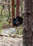 _4235528 / Tetrao urogallus / Storfugl