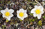 _5070418 / Pulsatilla vernalis / Mogop
