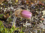 _5070422 / Pulsatilla vernalis / Mogop