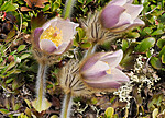 _5070456 / Pulsatilla vernalis / Mogop