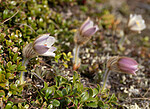 _5070457 / Pulsatilla vernalis / Mogop