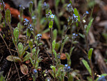 _5116060 / Myosotis stricta / Dvergforglemmegei