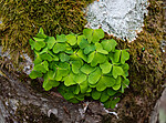 _5126449 / Oxalis acetosella / Gjøkesyre