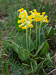 _5196900 / Primula veris / Marianøkleblom