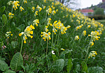 _5196916 / Primula veris / Marianøkleblom