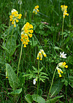 _5196921 / Primula veris / Marianøkleblom
