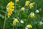 _5196926 / Primula veris / Marianøkleblom
