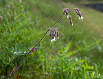 _5206948 / Silene nutans / Nikkesmelle