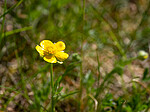 _5250370 / Ranunculus bulbosus / Knollsoleie