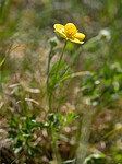 _5250390 / Ranunculus bulbosus / Knollsoleie