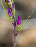 _6120283 / Cephalanthera rubra / Rød skogfrue