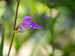 _6190247 / Cephalanthera rubra / Rød skogfrue
