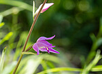 _6190268 / Cephalanthera rubra / Rød skogfrue