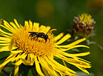 _7060149 / Inula salicina / Krattalant