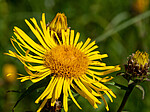 _7070204 / Inula salicina / Krattalant