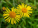 _7070316 / Inula salicina / Krattalant