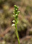 _7110437 / Goodyera repens / Knerot