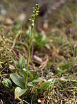 _7110439 / Goodyera repens / Knerot