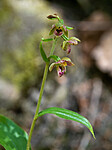 _7110467 / Epipactis helleborine / Breiflangre