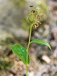 _7110476 / Epipactis helleborine / Breiflangre