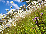 _8020027 / Gentianella campestris / Bakkesøte <br /> Leucanthemum vulgare / Prestekrage