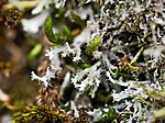 _8280895 / Phaeophyscia constipata / Kalkrosettlav