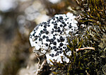 _8291008 / Buellia asterella