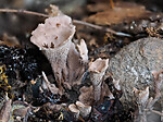 _9130099 / Hydnellum gracilipes / Skyggebrunpigg