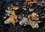 _A150160 / Pycnoporellus alboluteus / Storporet flammekjuke