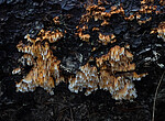 _A150166 / Pycnoporellus alboluteus / Storporet flammekjuke