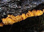_A150237 / Pycnoporellus alboluteus / Storporet flammekjuke