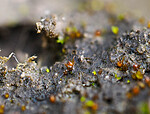 _A220610 / Microbryum floerkeanum / Dvergbegermose