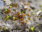 _A220674 / Microbryum floerkeanum / Dvergbegermose