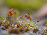 _A220738 / Microbryum davallianum / Piggbegermose