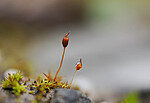 _A220788 / Microbryum davallianum / Piggbegermose