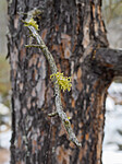 _A230004 / Letharia vulpina / Ulvelav