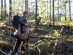 _B121091 / Capreolus capreolus / Rådyr