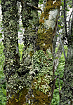 _SRE0240 / Lobaria amplissima / Sølvnever