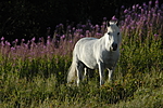 _SRE1039 / Equus caballus / Hest