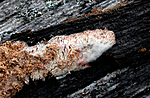 _SRE1799 / Antrodia infirma / Taigahvitkjuke