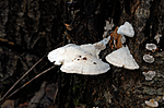 _SRE1835 / Trametes suaveolens / Sumpaniskjuke