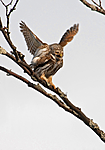 _SRE2443_2 / Glaucidium passerinum / Spurveugle
