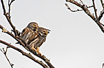 _SRE2445 / Glaucidium passerinum / Spurveugle