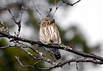 _SRE2475 / Glaucidium passerinum / Spurveugle