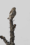 _SRE2477 / Glaucidium passerinum / Spurveugle
