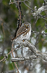 _SRE2509 / Glaucidium passerinum / Spurveugle
