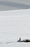 _SRE2748 / Lagopus muta / Fjellrype