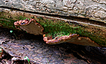 _SRE2948 / Phellinus nigrolimitatus / Svartsonekjuke