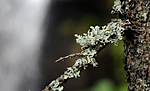 _SRE3753 / Ramalina obtusata / Hjelmragg