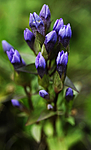 _SRE5243 / Gentianella campestris campestris / Engbakkesøte